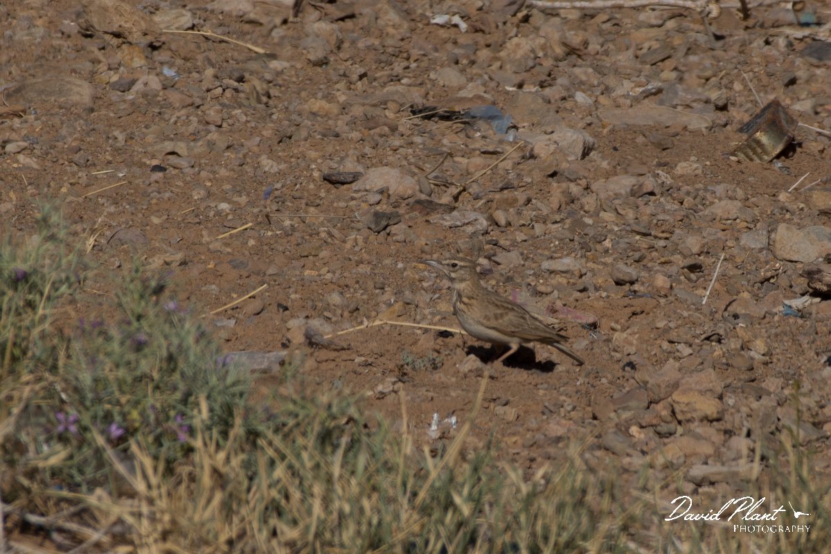 DPPhotography - Morocco - Magreb lark - B.jpg - Magreb lark - Sahara Desert, Morocco