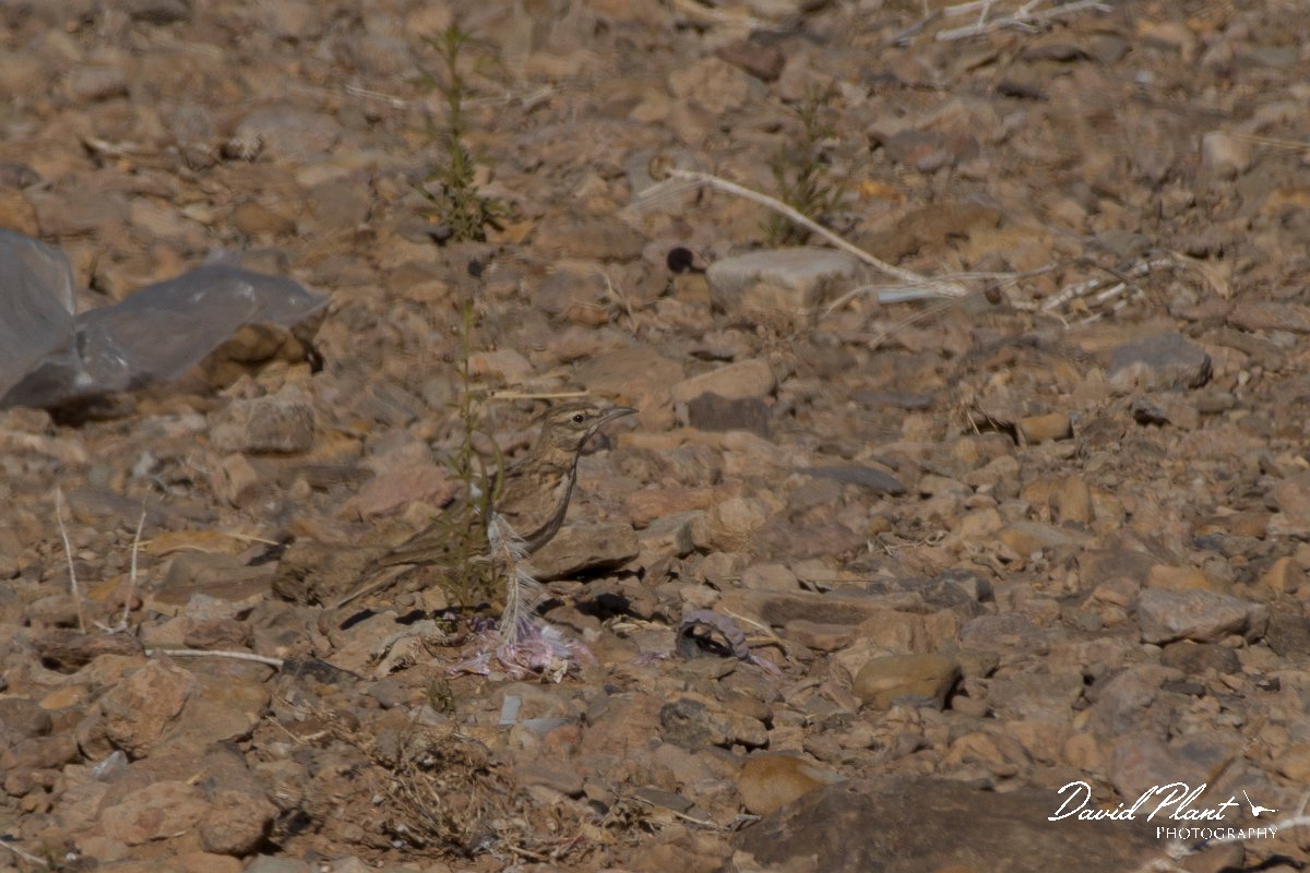DPPhotography - Morocco - Magreb lark - C.jpg - Magreb lark - Sahara Desert, Morocco