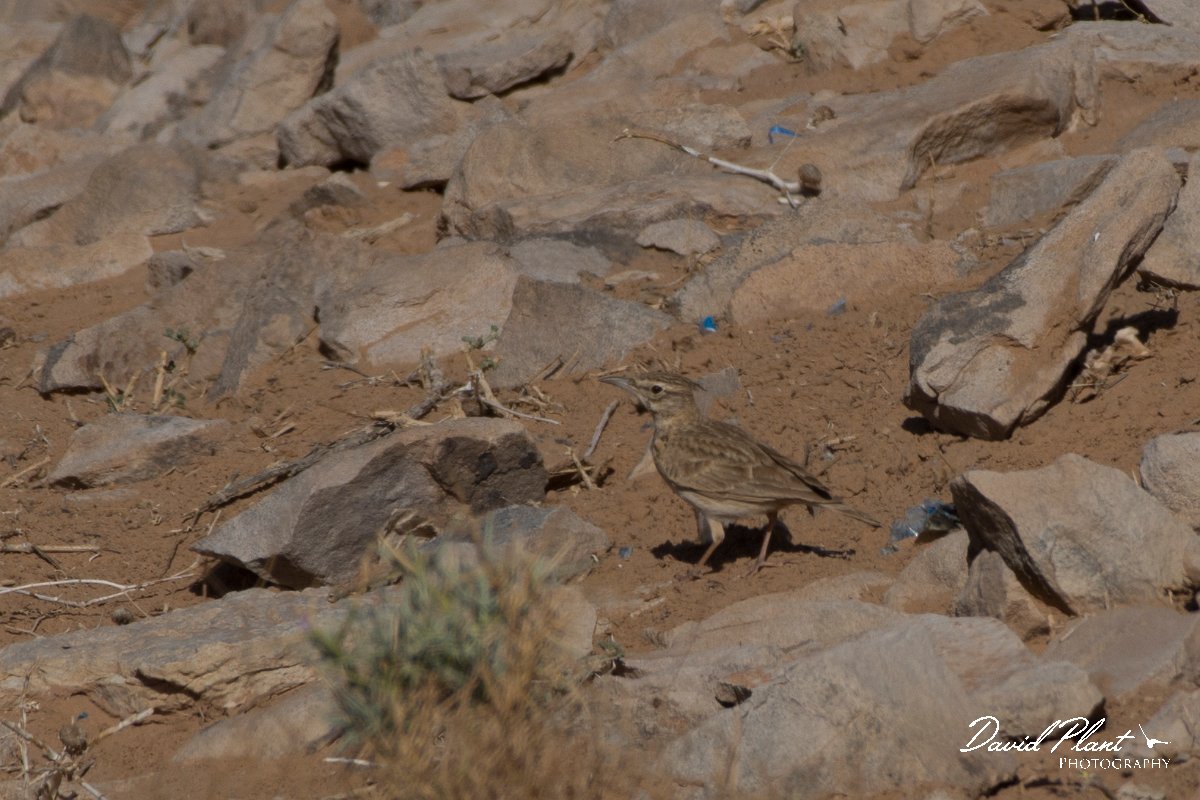 DPPhotography - Morocco - Magreb lark - D.jpg - Magreb lark - Sahara Desert, Morocco