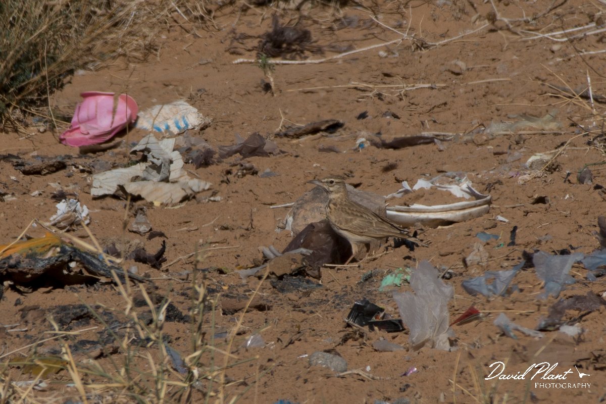 DPPhotography - Morocco - Magreb lark - E.jpg - Magreb lark - Sahara Desert, Morocco