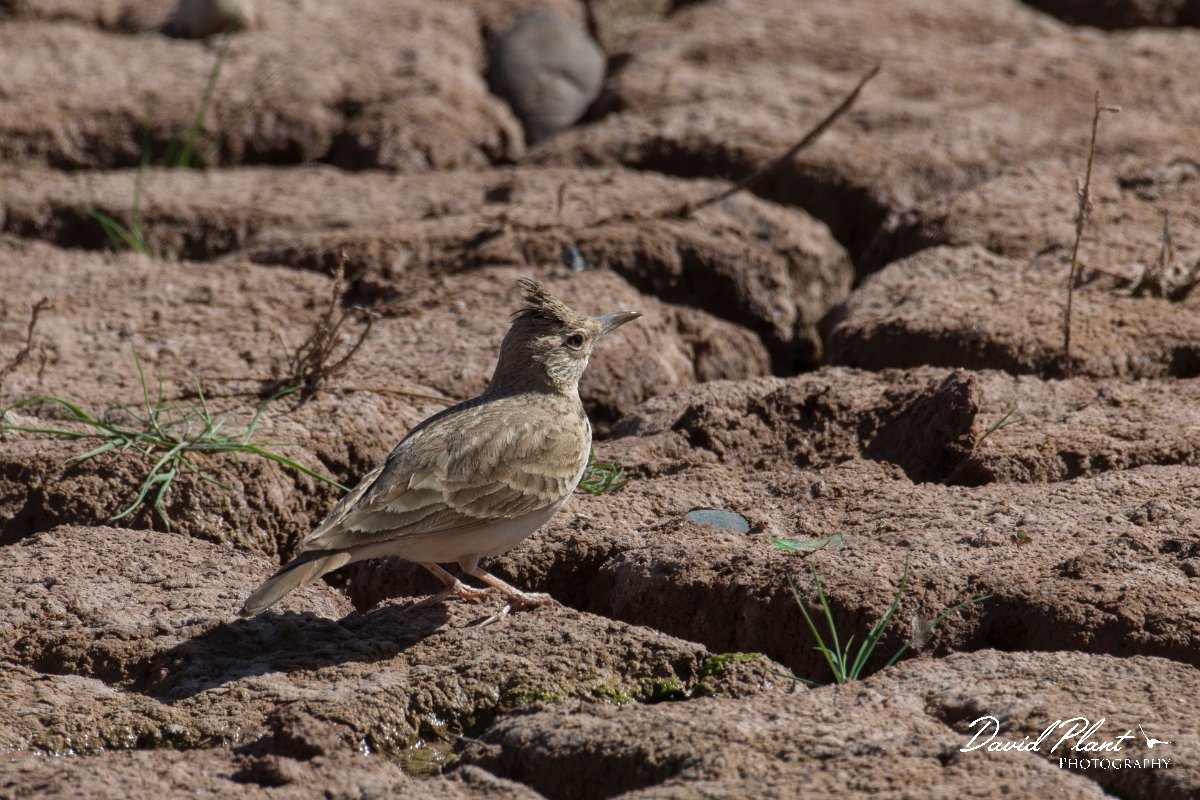 DPPhotography - Morocco - Magreb lark - F.jpg - Magreb lark - Barrage el Manousr, Morocco