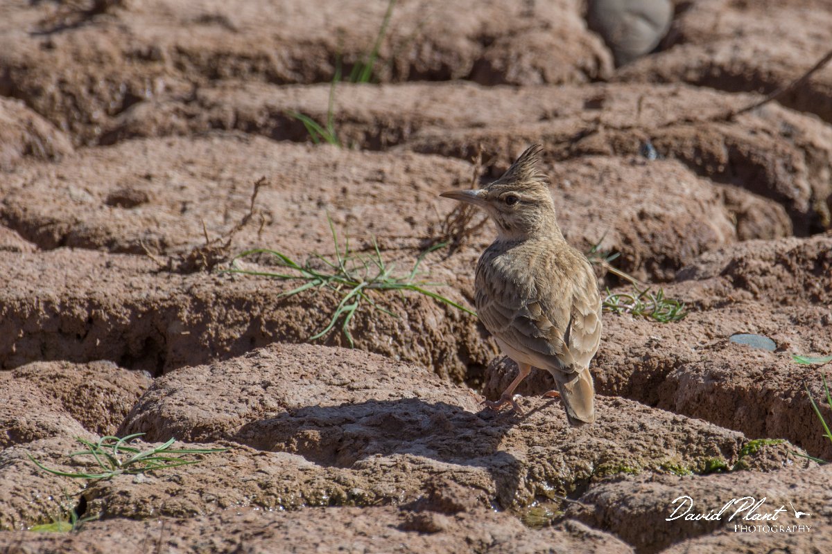 DPPhotography - Morocco - Magreb lark - G.jpg - Magreb lark - Barrage el Manousr, Morocco