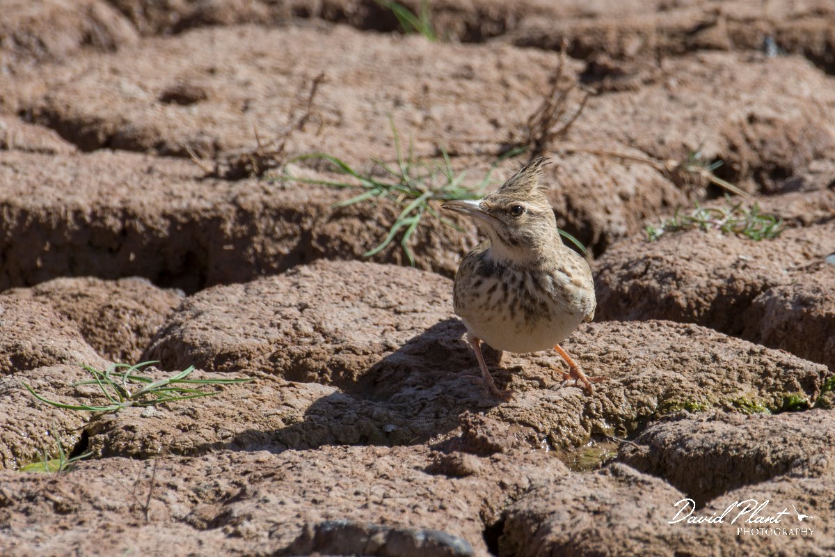 DPPhotography - Morocco - Magreb lark - H.jpg - Magreb lark - Barrage el Manousr, Morocco