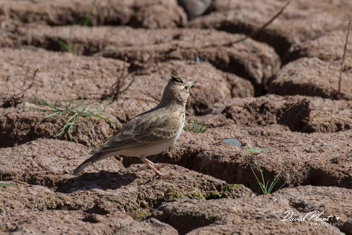 DPPhotography - Morocco - Magreb lark - I.jpg - Magreb lark - Barrage el Manousr, Morocco
