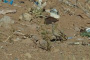 DPPhotography - Morocco - Magreb lark - A