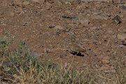 DPPhotography - Morocco - Magreb lark - B