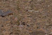 DPPhotography - Morocco - Magreb lark - C