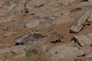 DPPhotography - Morocco - Magreb lark - D