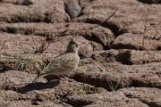 DPPhotography - Morocco - Magreb lark - F