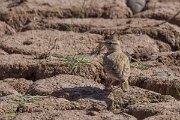 DPPhotography - Morocco - Magreb lark - G