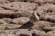DPPhotography - Morocco - Magreb lark - H