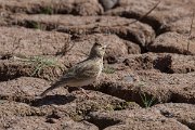 DPPhotography - Morocco - Magreb lark - I