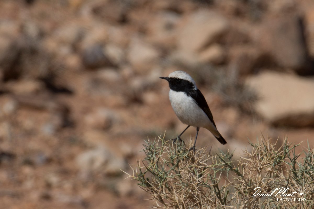 DPPhotography - Morocco - Magreb wheatear - A.jpg - Magreb wheatear, male - Amerzgana, Morocco