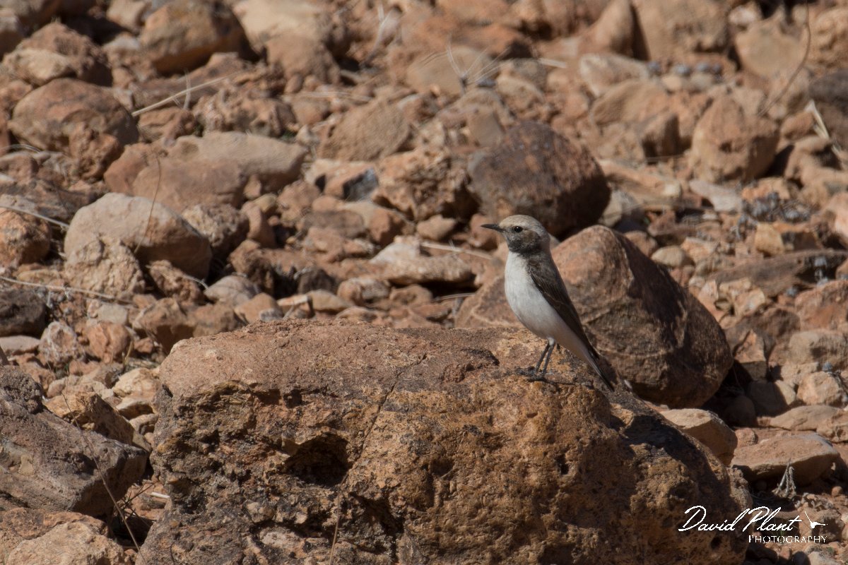 DPPhotography - Morocco - Magreb wheatear - B.jpg - Magreb wheatear, female - Amerzgana, Morocco