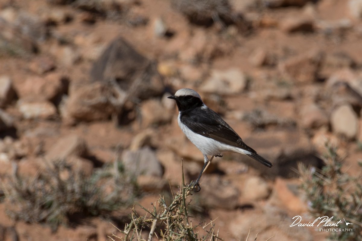 DPPhotography - Morocco - Magreb wheatear - D.jpg - Magreb wheatear, male - Amerzgana, Morocco
