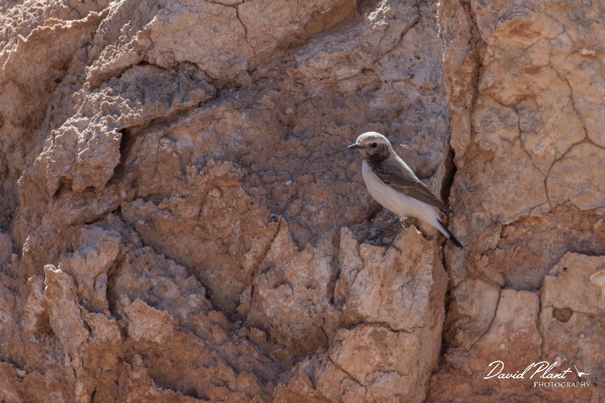 DPPhotography - Morocco - Magreb wheatear - E.jpg - Magreb wheatear, female - Amerzgana, Morocco