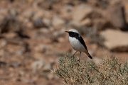 DPPhotography - Morocco - Magreb wheatear - A
