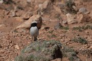DPPhotography - Morocco - Magreb wheatear - C