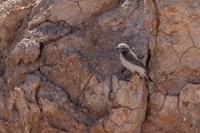 DPPhotography - Morocco - Magreb wheatear - E