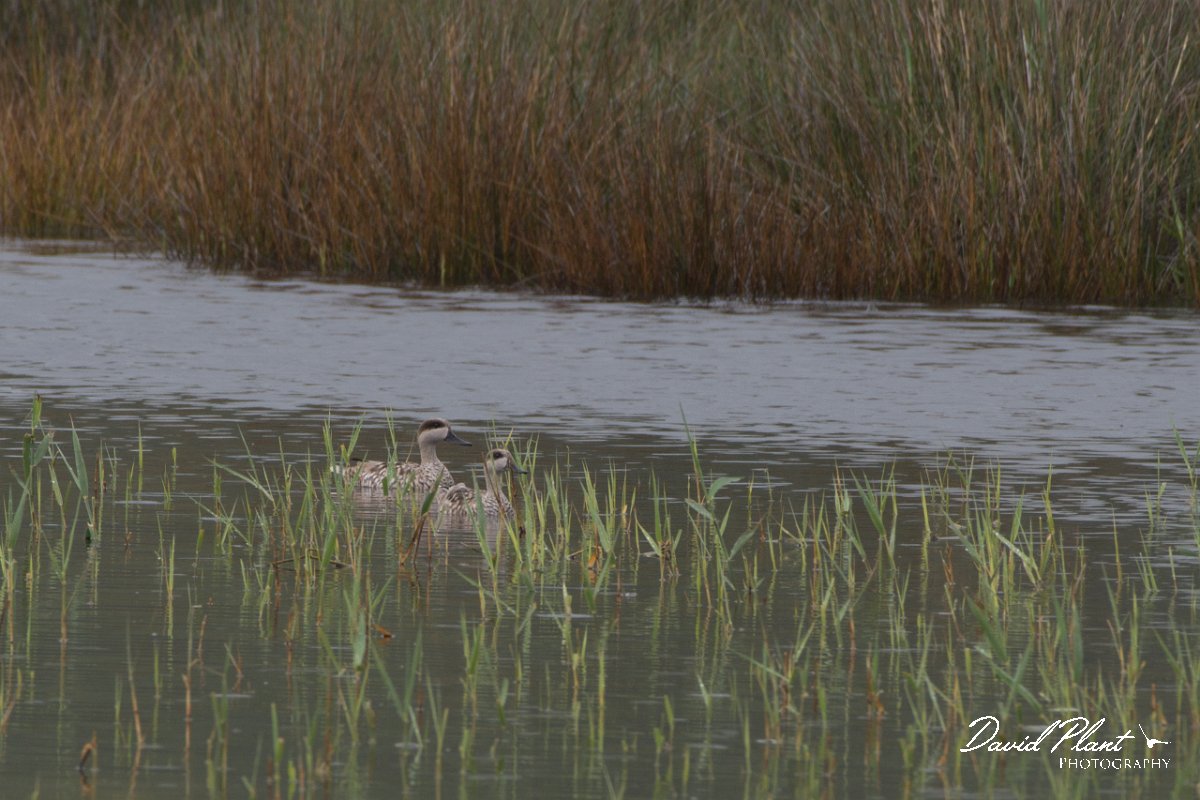 DPPhotography - Morocco - Marbled duck - A.jpg - Marbled duck - Lac de Sidi Bourhaba, Morocco