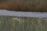 DPPhotography - Morocco - Marbled duck - A
