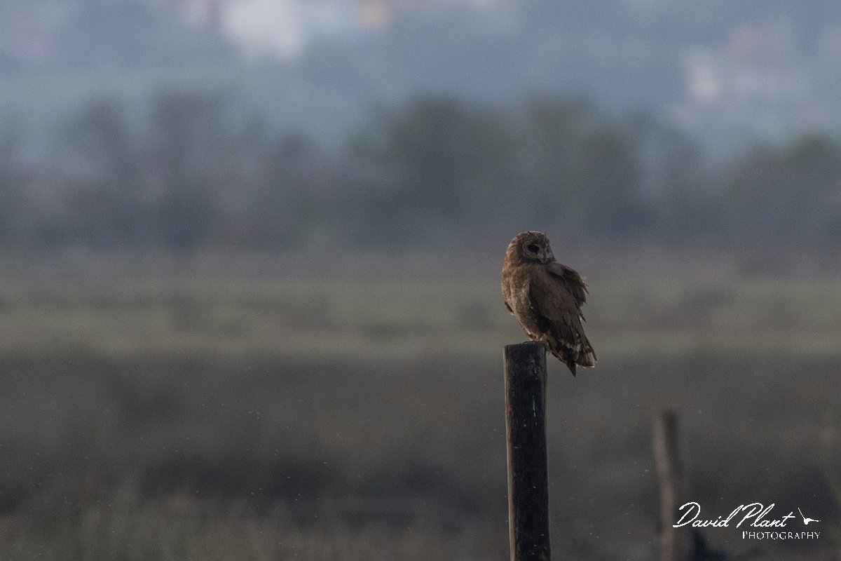 DPPhotography - Morocco - Marsh owl - A.jpg - Marsh owl - Merdja Zerga, Morocco