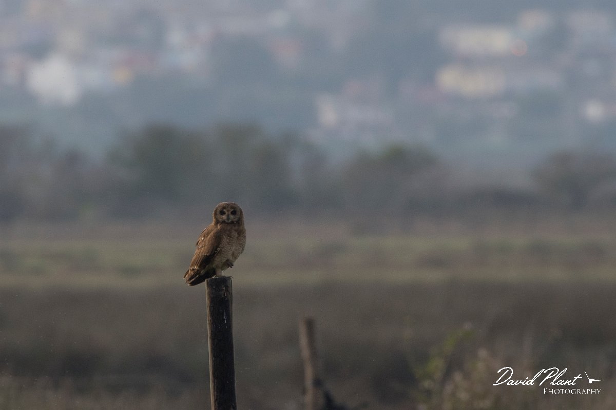 DPPhotography - Morocco - Marsh owl - C.jpg - Marsh owl - Merdja Zerga, Morocco