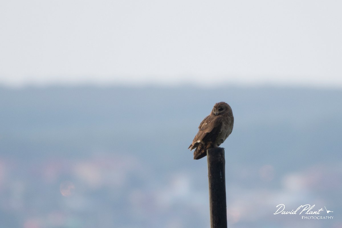 DPPhotography - Morocco - Marsh owl - D.jpg - Marsh owl - Merdja Zerga, Morocco