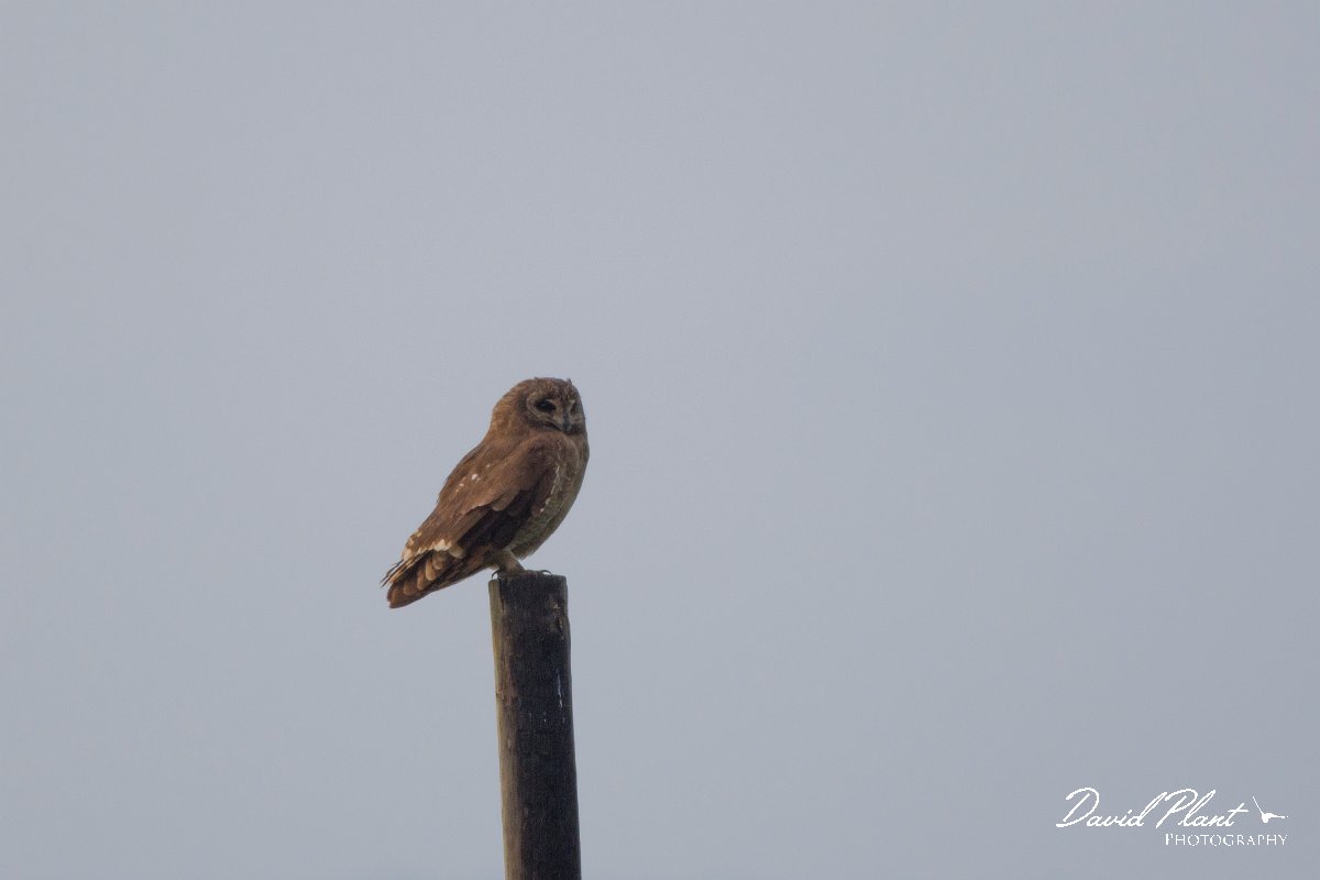 DPPhotography - Morocco - Marsh owl - E.jpg - Marsh owl - Merdja Zerga, Morocco