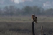 DPPhotography - Morocco - Marsh owl - A