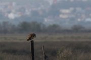 DPPhotography - Morocco - Marsh owl - B