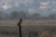 DPPhotography - Morocco - Marsh owl - C