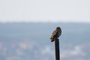 DPPhotography - Morocco - Marsh owl - D