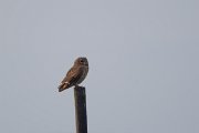 DPPhotography - Morocco - Marsh owl - E