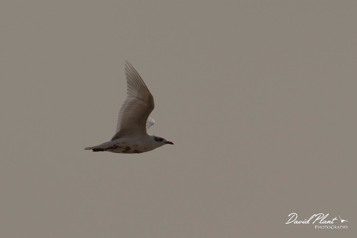 DPPhotography - Morocco - Mediterranean gull - A.jpg - Mediterranean gull - Sous Estuary, Morocco