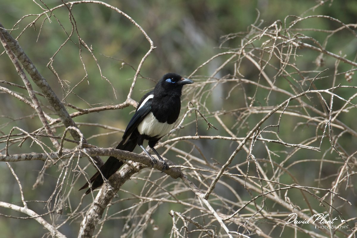 DPPhotography - Morocco - Moroccan magpie - A.jpg - Moroccan magpie - Sous Estuary, Morocco