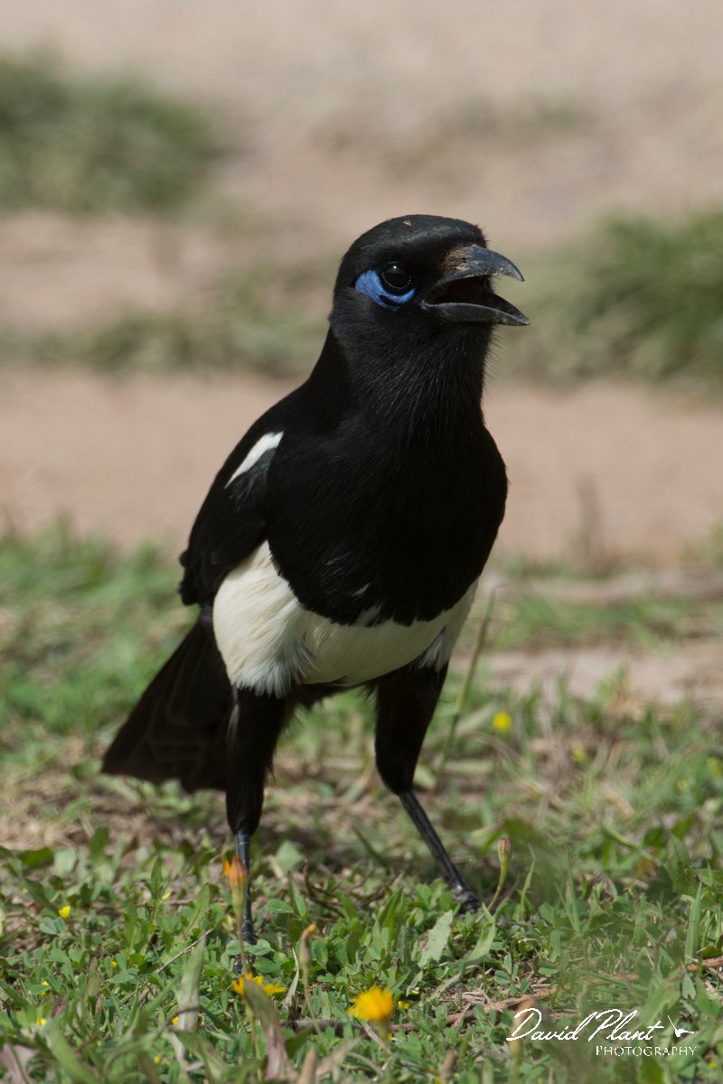 DPPhotography - Morocco - Moroccan magpie - B.jpg - Moroccan magpie - Sous Estuary, Morocco