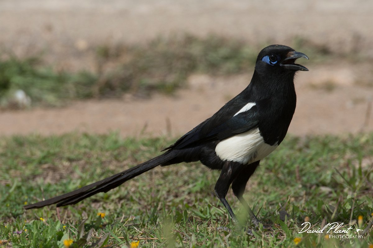 DPPhotography - Morocco - Moroccan magpie - C.jpg - Moroccan magpie - Sous Estuary, Morocco