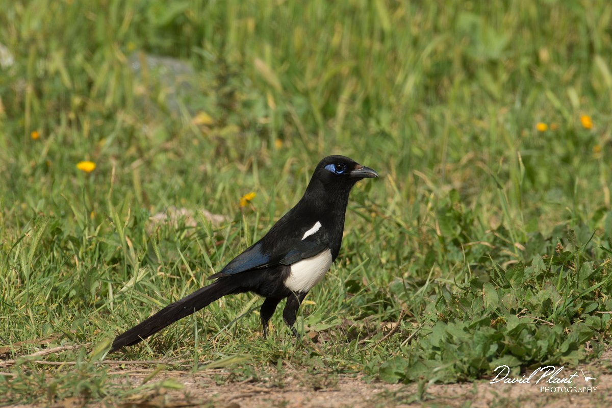 DPPhotography - Morocco - Moroccan magpie - D.jpg - Moroccan magpie - Sous Estuary, Morocco