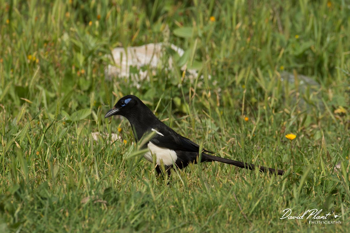DPPhotography - Morocco - Moroccan magpie - E.jpg - Moroccan magpie - Sous Estuary, Morocco