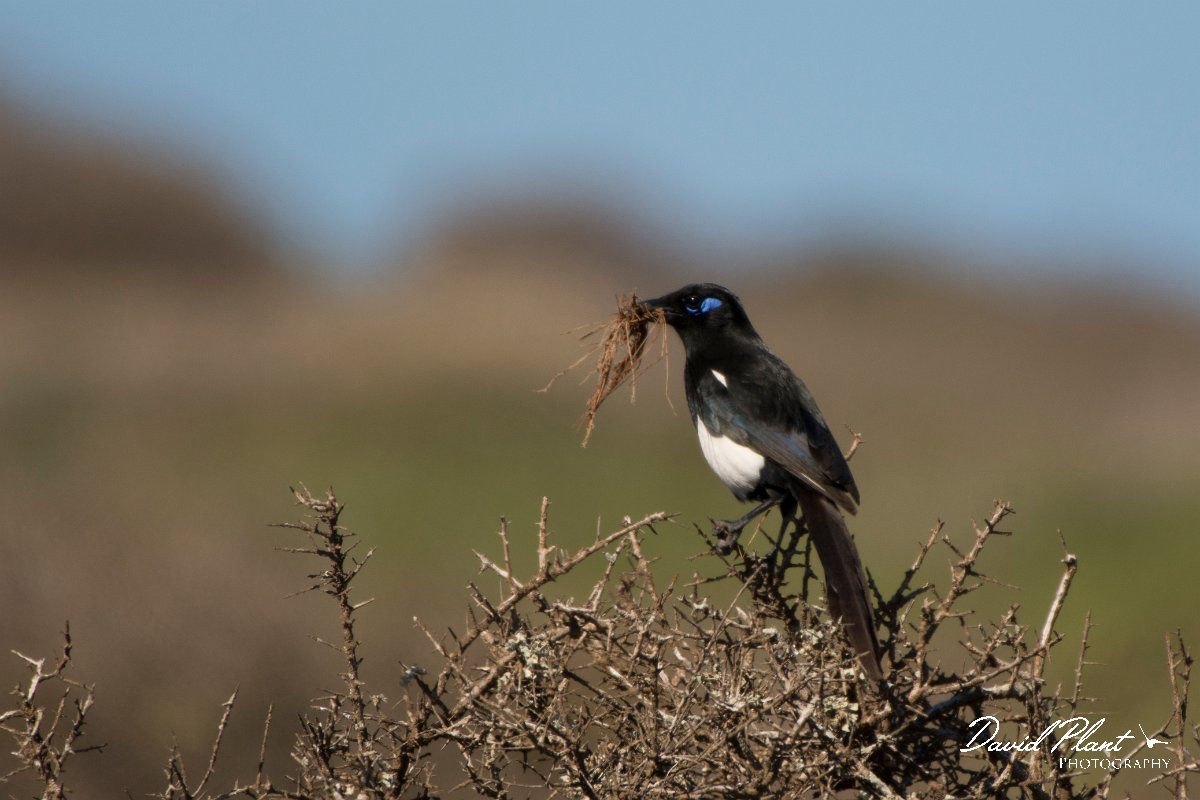 David Plant Photography - Wildlife Photography - Moroccan magpie - B.jpg - Moroccan magpie - Sous Estuary, Morocco