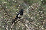 DPPhotography - Morocco - Moroccan magpie - A