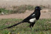 DPPhotography - Morocco - Moroccan magpie - C