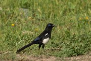 DPPhotography - Morocco - Moroccan magpie - D