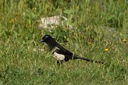 DPPhotography - Morocco - Moroccan magpie - E
