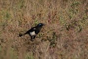 David Plant Photography - Wildlife Photography - Moroccan magpie - A