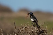 David Plant Photography - Wildlife Photography - Moroccan magpie - B