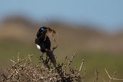 David Plant Photography - Wildlife Photography - Moroccan magpie - C