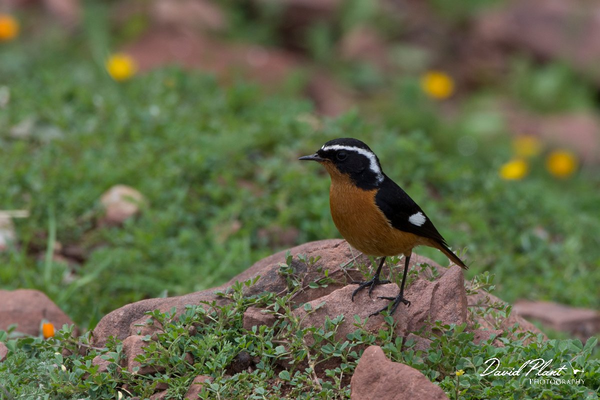 DPPhotography - Morocco - Moussier's redstart - A.jpg - Moussier's redstart - Oukaimeden ski area, Morocco