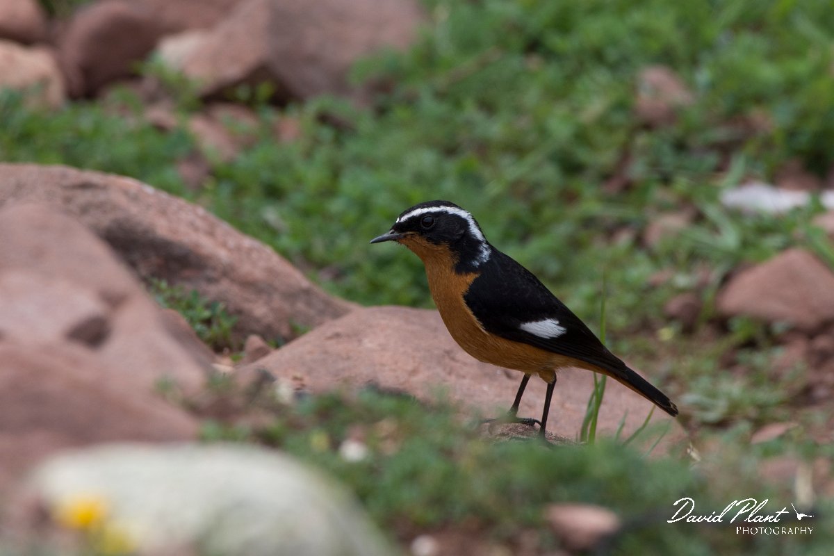 DPPhotography - Morocco - Moussier's redstart - B.jpg - Moussier's redstart - Oukaimeden ski area, Morocco